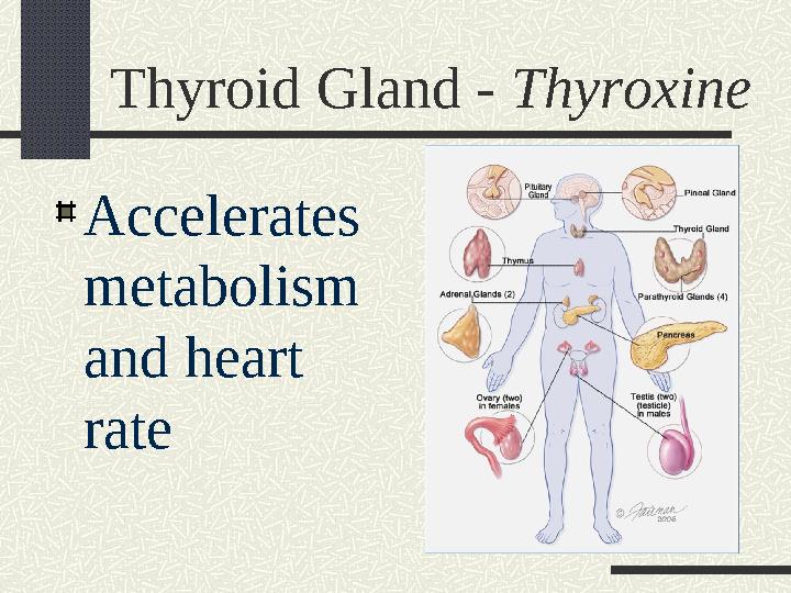 Thyroid Gland - Thyroxine Accelerates metabolism and heart rate
