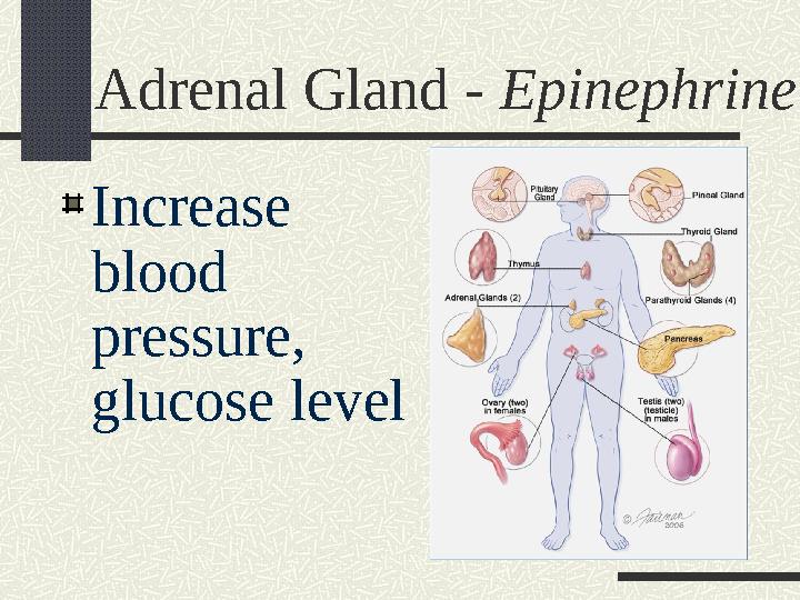 Adrenal Gland - Epinephrine Increase blood pressure, glucose level
