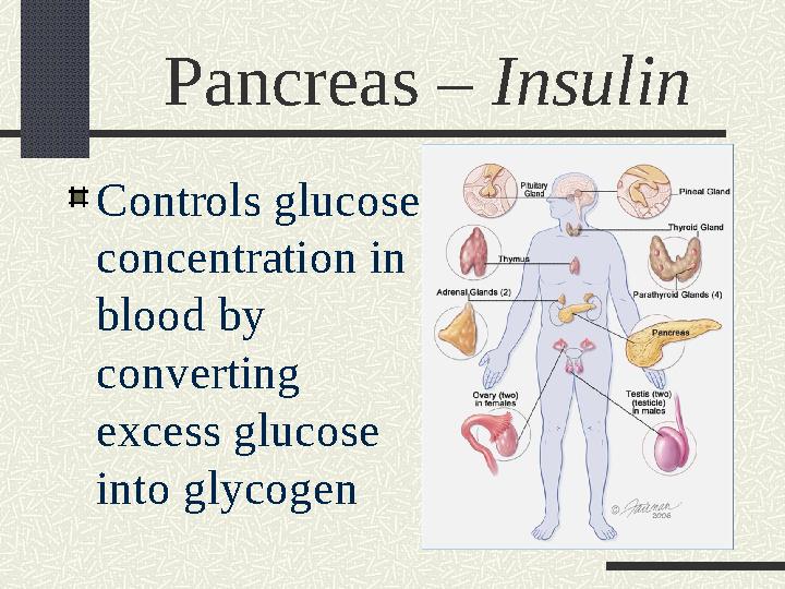 Pancreas – Insulin Controls glucose concentration in blood by converting excess glucose into glycogen