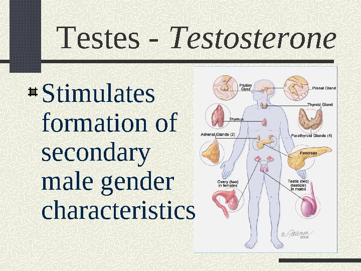 Testes - Testosterone Stimulates formation of secondary male gender characteristics