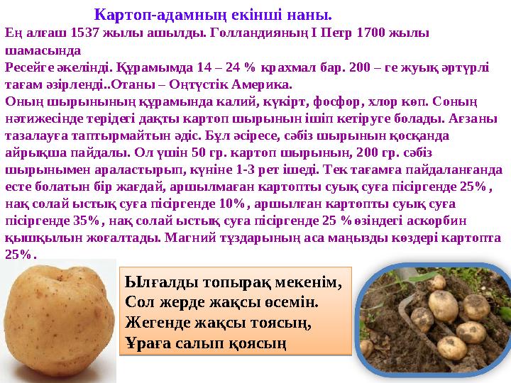 Картоп-адамның екінші наны. Ең алғаш 1537 жылы ашылды. Голландияның І Петр 1700 жылы шамасында Ресей