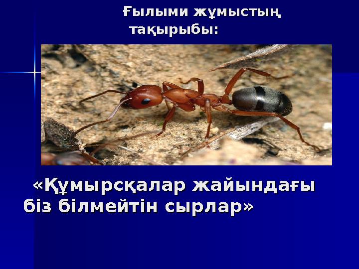 Ғылыми жұмыстың Ғылыми жұмыстың тақырыбы:тақырыбы: «Құмырсқалар жайындағы «Құмырсқалар жайындағы б