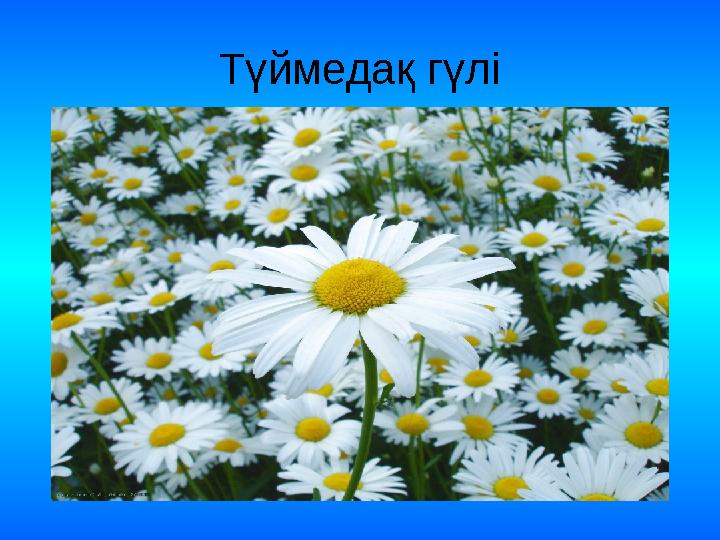 Түймедақ гүлі