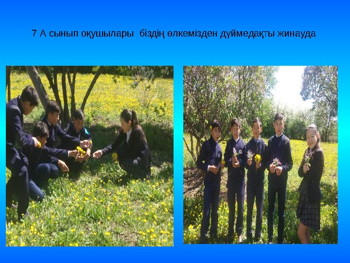 7 А сынып оқушылары біздің өлкемізден дүймедақты жинауда