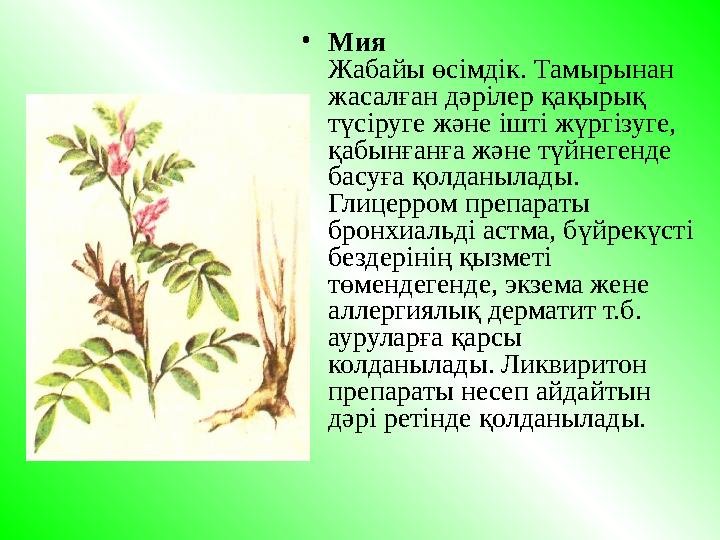 • Ми я Жабайы ө сiмдiк. Тамырынан жасалған д ә рiлер қ а қы р ық т ү сiруге ж ә не iштi ж ү ргiзуге, қ абын ғ ан ғ а ж ә