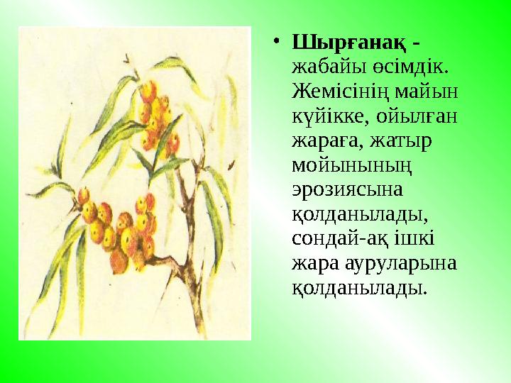 • Шырғана қ - жабайы ө сiмдiк. Жемiсiнi ң май ын к ү йiкке, ойыл ғ ан жара ғ а, жат ы р мойынын ың эрозиясына қ ол