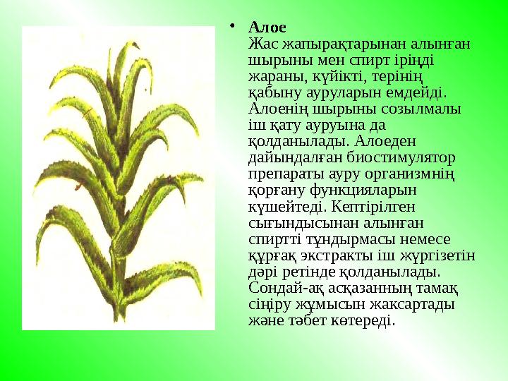• Алое Жас жапыра қт ар ы нан алын ғ ан шырыны м ен с п ирт iрi ң дi жараны, к ү йiктi, терiнi ң қ абыну ауруларын емдейдi