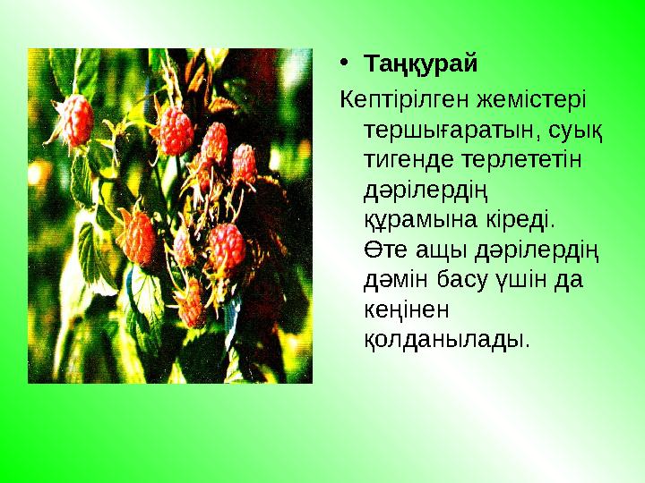 • Таңқурай Кептірілген жемістері тершығаратын, суық тигенде терлететін дәрілердің құрамына кіреді. Өте ащы дәрілердің дәм