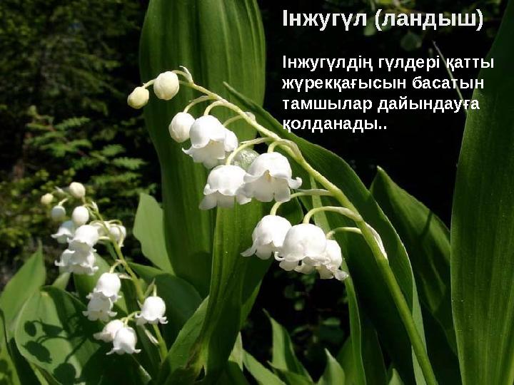 Інжугүл (ландыш) Інжугүлдің гүлдері қатты жүрекқағысын басатын тамшылар дайындауға қолданады..
