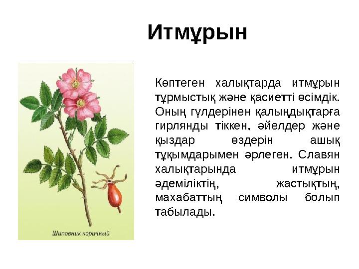 Итмұрын Көптеген халықтарда итмұрын тұрмыстық және қасиетті өсімдік. Оның гүлдерінен қалыңдықтарға гирлянды тіккен, әйе