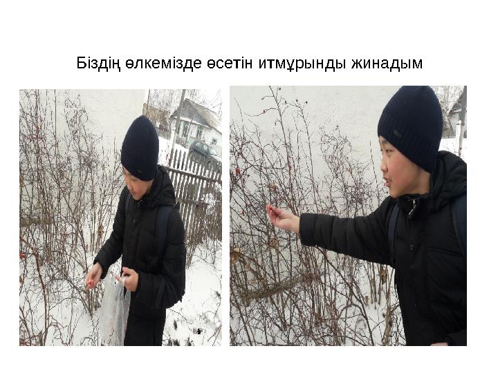 Біздің өлкемізде өсетін итмұрынды жинадым