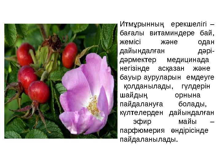 Итмұрынның ерекшелігі – бағалы витаминдере бай, жемісі және одан дайындалған дәрі- дәрмектер медицинада негі