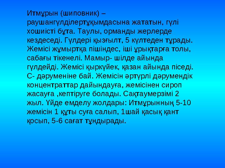 Итмұрын (шиповник) – раушангүлділертұқымдасына жататын, гүлі хошиісті бұта. Таулы, орманды жерлерде кездеседі. Гүлдері қызғыл