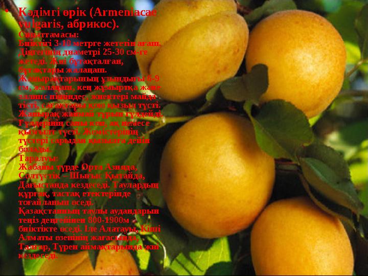 • Кәдімгі өрік ( Armeniacae vulgaris, абрикос). Сипаттамасы: Биіктігі 3-10 метрге жететін ағаш. Діңгегінің диаметрі 25-30 см-