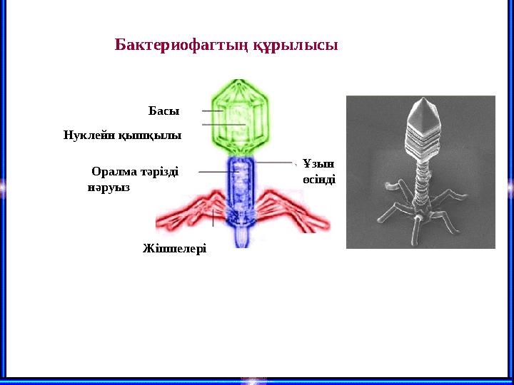 Басы Нуклейн қышқылы Оралма тәрізді нәруыз Жіпшелері Ұзын өсіндіБактериофагтың құрылысы
