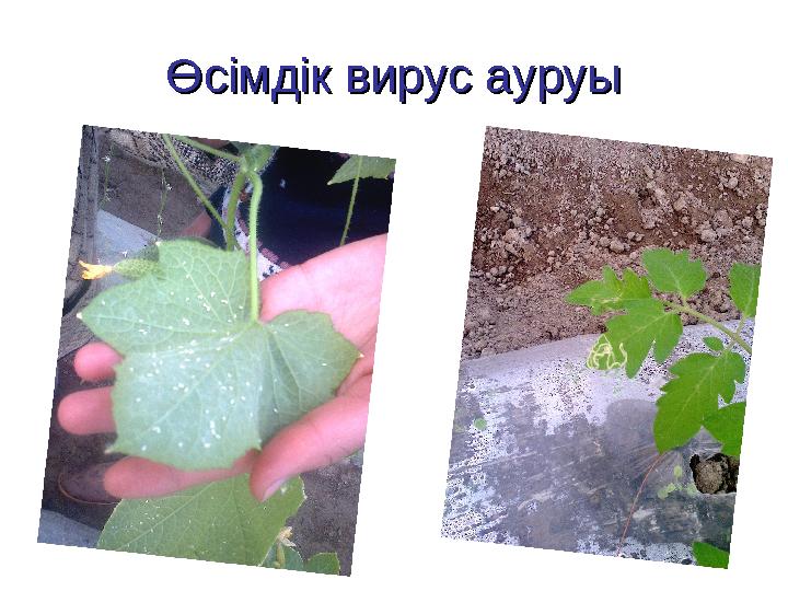 Өсімдік вирус ауруыӨсімдік вирус ауруы