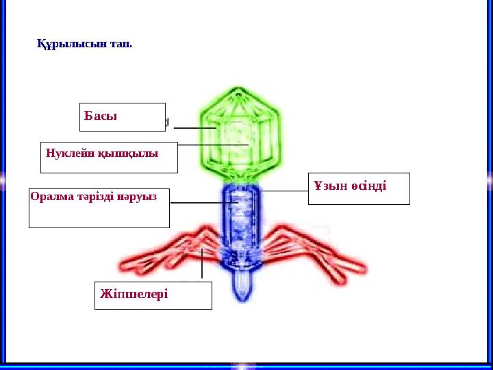 Басы Нуклейн қышқылы Ұзын өсінді Жіпшелері Құрылысын тап. Оралма тәрізді нәруыз