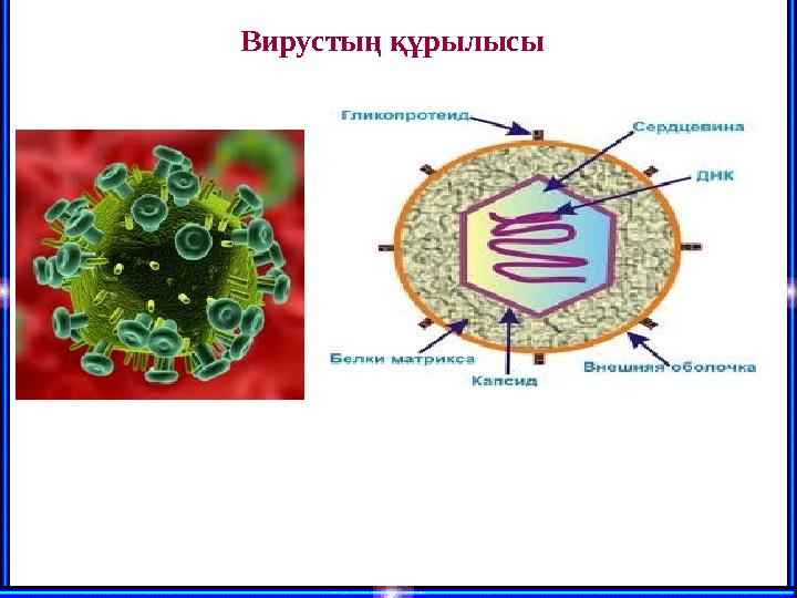 Вирустың құрылысы
