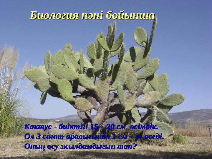 Биология пәні бойыншаБиология пәні бойынша Кактус - биіктігі 15 – 20 см өсімдік. Кактус - биіктігі 15 – 20 см өсімдік. Ол 3 с