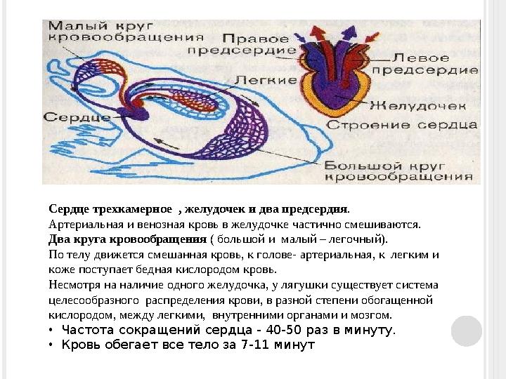 Сердце трехкамерное , желудочек и два предсердия . Артериальная и венозная кровь в желудочке частично смешиваются. Два круга
