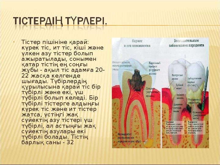 • Тістер пішініне қарай: күрек тіс, ит тіс, кіші және үлкен азу тістер болып ажыратылады, сонымен қатар тістің ең соңғы жұб
