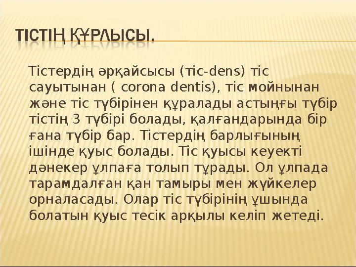 Тістердің әрқайсысы (тіс-dens) тіс сауытынан ( corona dentis), тіс мойнынан және тіс түбірінен құралады астыңғы түбір тіс