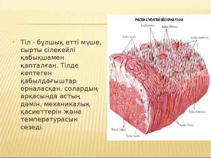 • Тіл - бұлшық етті мүше, сырты сілекейлі қабықшамен қапталған. Тілде көптеген қабылдағыштар орналасқан, солардың арқасын