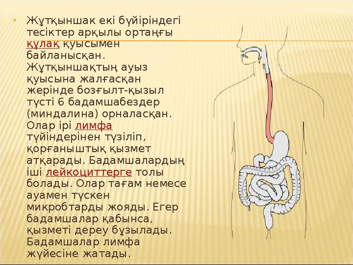• Жұтқыншак екі бүйіріндегі тесіктер арқылы ортаңғы құлақ қуысымен байланысқан. Жұтқыншақтың ауыз қуысына жалғасқан жерін