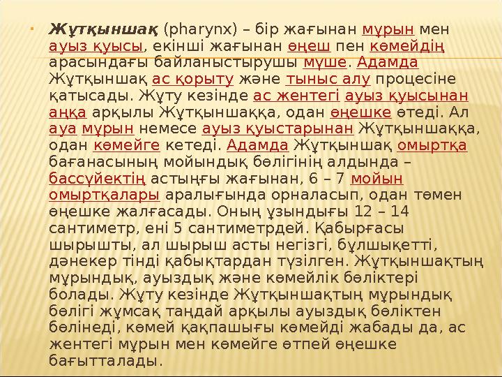 • Жұтқыншақ (pharynx) – бір жағынан мұрын мен ауыз қуысы , екінші жағынан өңеш пен көмейдің арасындағы байланыстырушы