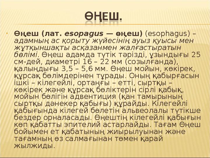• Өңеш (лат. esopagus — өңеш) (esophagus) – адамның ас қорыту жүйесінің ауыз қуысы мен жұтқыншақты асқазанмен жалғастыратын