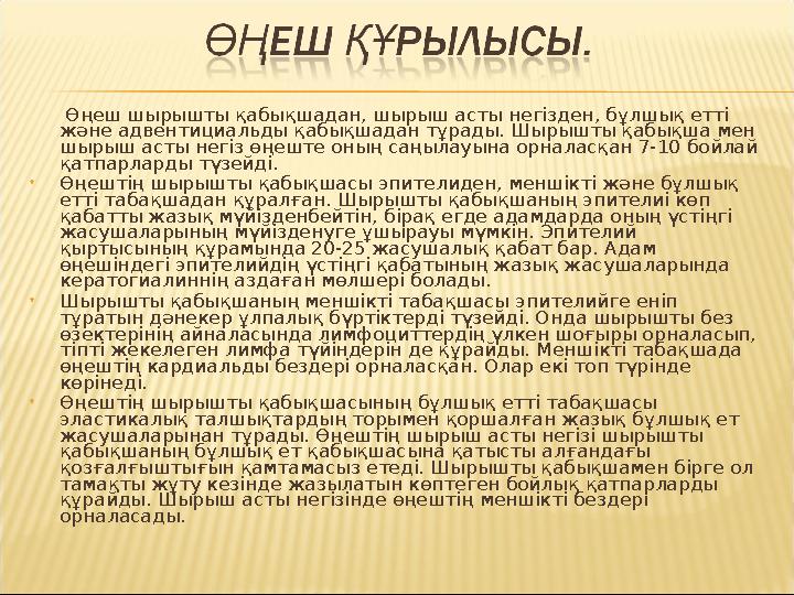 Өңеш шырышты қабықшадан, шырыш асты негізден, бұлшық етті және адвентициальды қабықшадан тұрады. Шырышты қабықша мен шы