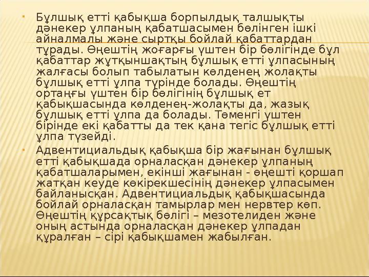 • Бұлшық етті қабықша борпылдық талшықты дәнекер ұлпаның қабатшасымен бөлінген ішкі айналмалы және сыртқы бойлай қабаттардан