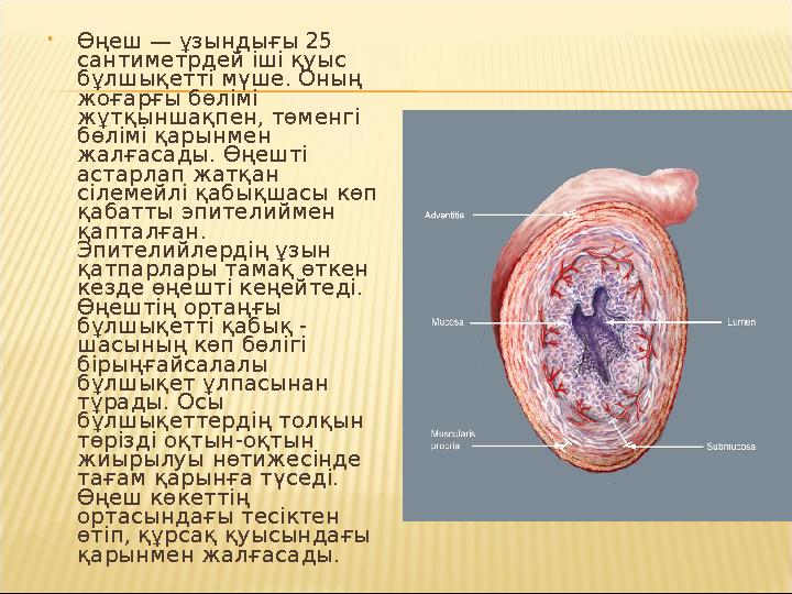 Кариб теңізінің қарақшылары онлайн порно