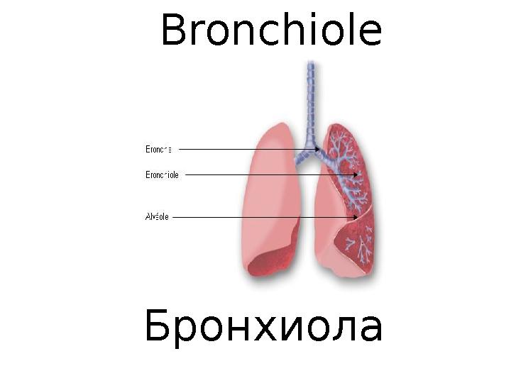 B ronchiole Б ронхиола