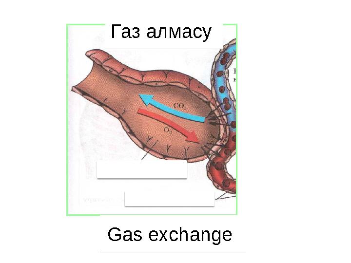 Газ алмасу Gas exchange Газ алмасу Gas exchange
