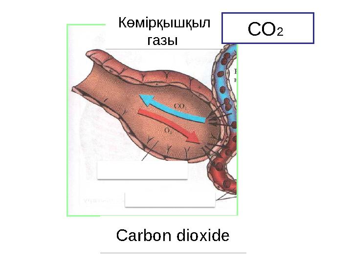 Көмірқышқыл газы Carbon dioxide CO 2 Көмірқышқыл газы Carbon dioxide