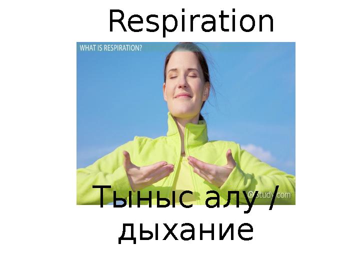 Respiration Тыныс алу / дыхание