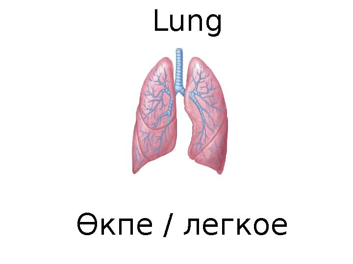Lung Өкпе / легкое