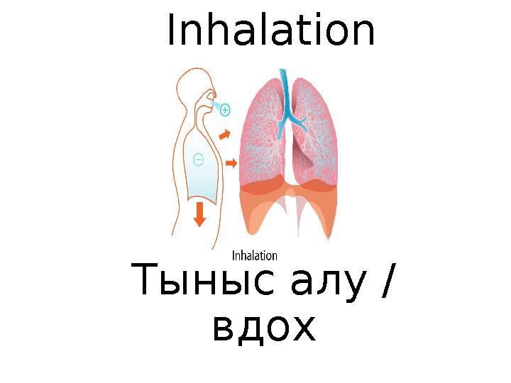 Inhalation Тыныс алу / вдох