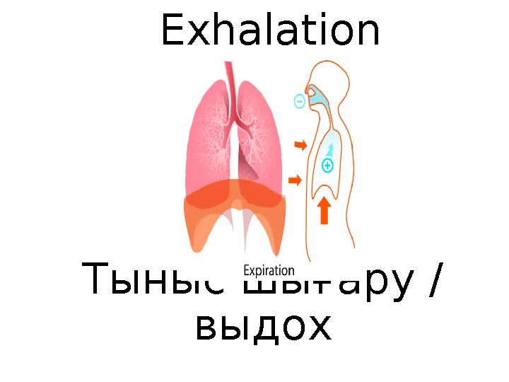 E xhalation Тыныс шығару / выдох