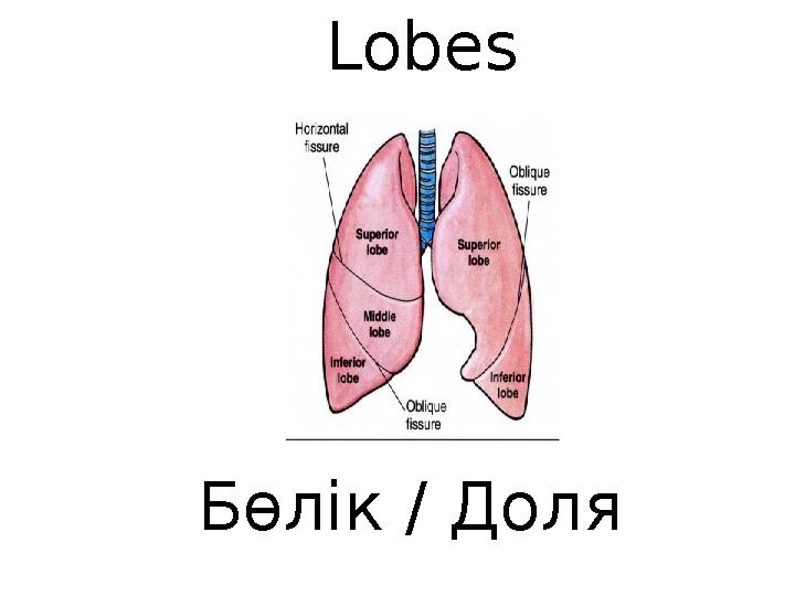 Lobes Бөлік / Доля