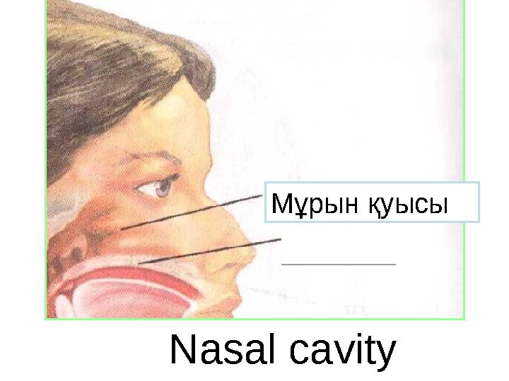 Nasal cavity Мұрын қуысы