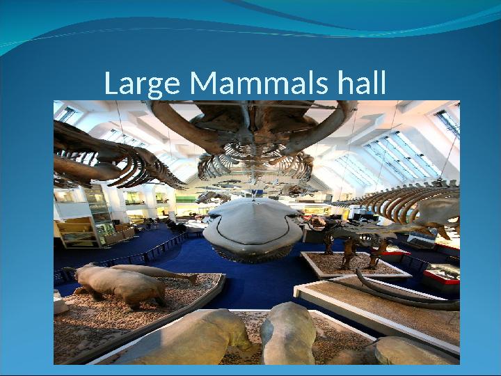Large Mammals hall
