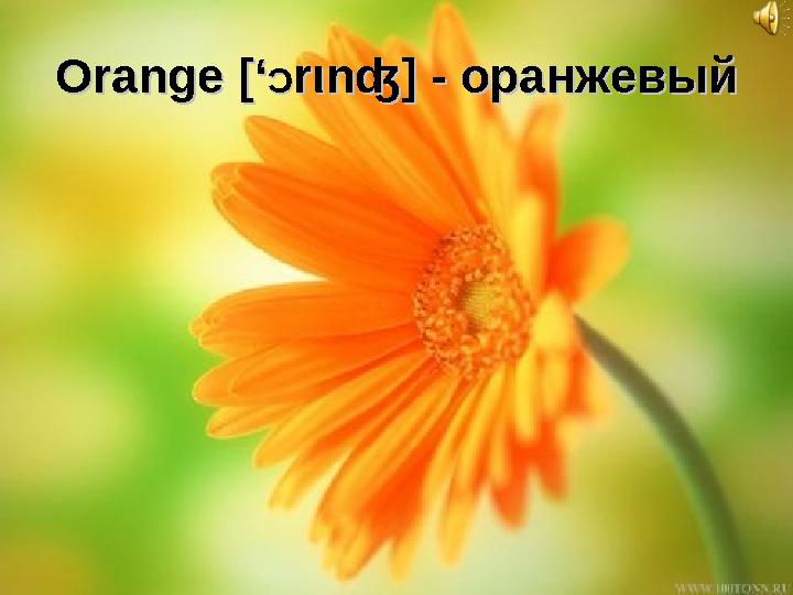 Orange Orange [‘[‘ ƆƆ rr ιι nʤ]nʤ] - оранжевый - оранжевый