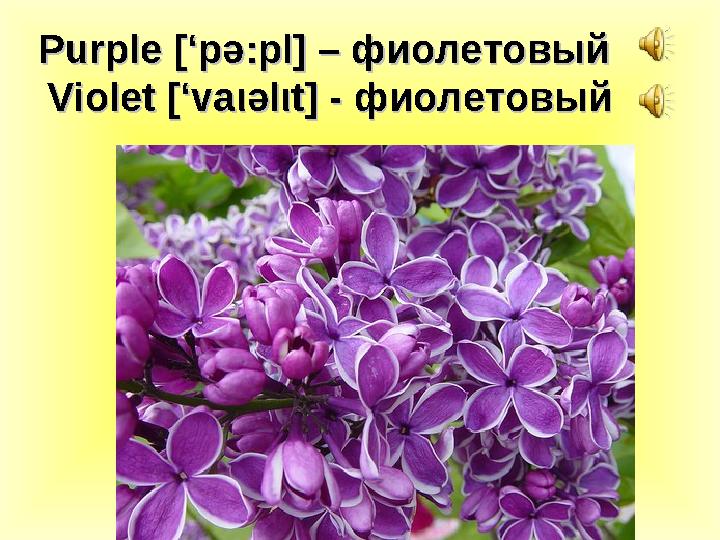 Purple Purple [‘p[‘p әә :pl] – :pl] – фиолетовыйфиолетовый Violet [‘vaViolet [‘va ιι әә ll ιι t] - t] - фиолетовыйфиолетов