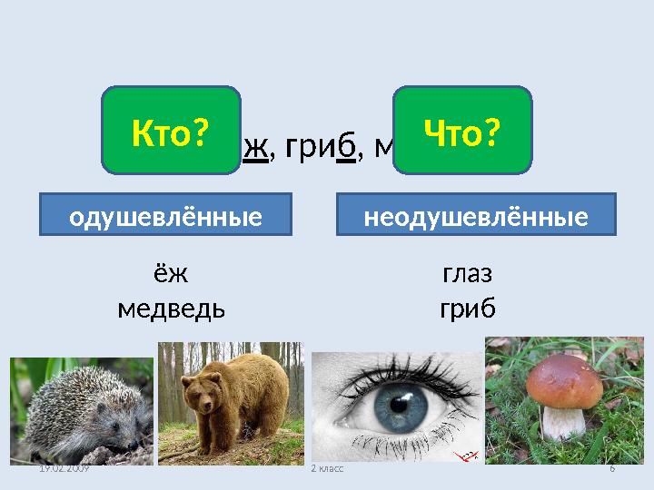 19.02.2009 2 класс 6Гла з , ё ж , гри б , медве дь .Кто? Что? одушевлённые неодушевлённые ёж медведь глаз гриб