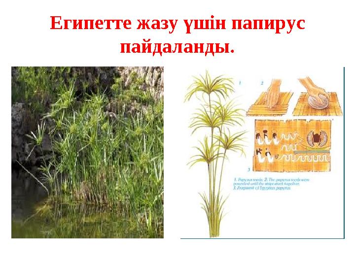 Египетте жазу үшін папирус пайдаланды .