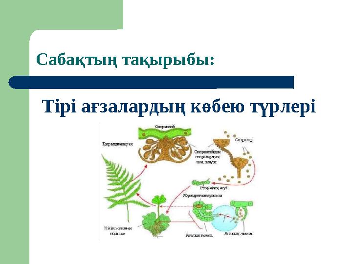 Сабақтың тақырыбы: Тірі ағзалардың көбею түрлері