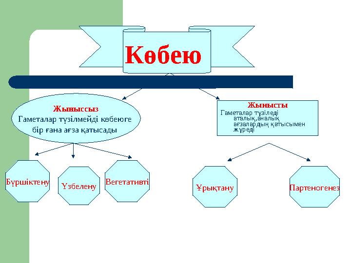 Көбею Жыныссыз Гаметалар түзілмейді көбеюге бір ғана ағза қатысады Жынысты Гаметалар түзіледі аталық,аналық ағзалардың қат