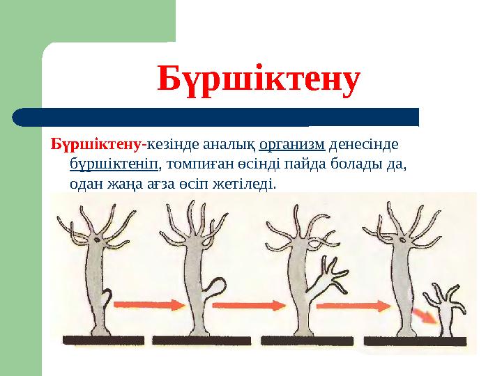 Бүршіктену Б үршіктену- кезінде аналық организм денесінде бүршіктеніп , томпиған өсінді пайда болады да, одан жаңа ағза өсіп